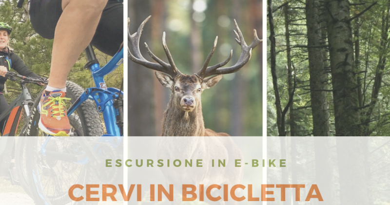 Cervi in bicicletta